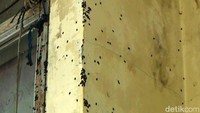 Serbuan hewan semakin meresahkan, membuat gatal dan menimbulkan bau yang tidak enak. Dedi dan keluarga terpaksa mengungsi ke tempat yang lebih aman.