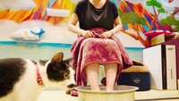 Neko Hatago juga menawarkan fasilitas mandi bareng kucing. Di sini juga ada pemandian kaki, dimana tamu hotel akan dibersihkan kakinya sambil memangku kucing. Tamu akan dikenakan biaya 500 yen atau sekitar Rp 65 ribu selama 10 menit untuk menikmati fasilitas ini. (Foto: dok. Neco Republic)