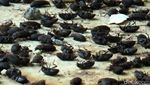 Ngeri..Jutaan Lembing Hitam Serbu Rumah Warga di Purwakarta