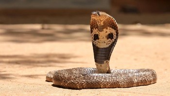Ular kobra paling berbisa di dunia dipimpin oleh Kobra India (Naja naja) yang mengalahkan King Cobra. Nama aliasnya Binocellate Cobra karena punya pola 2 lingkaran di lehernya. Ular ini ditemukan di India dan negara tetangganya. Kematian pada manusia antara 15 menit dan 2 jam setelah gigitan. (iStock)