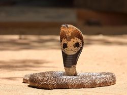 Potret 10 Jenis Kobra Paling Berbahaya di Dunia