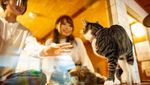 Foto: Gemesin! Nginap Bareng Kucing di Hotel Kapsul