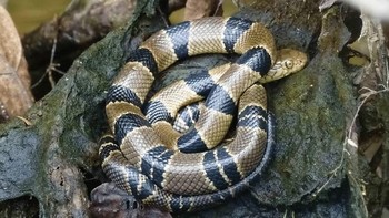 Dari urutan ke-10 ada ular kobra air yang banyak terdapat di Afrika. Ada dua spesies yaitu Banded Water Cobra (Naja annulata) dan Congo Water Cobra (Naja christyi). Kedua ular kobra asli Afrika ini memiliki racun neurotoksin yang sangat kuat dan dapat mematikan. (Research Gate)