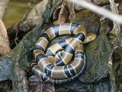 Potret 10 Jenis Kobra Paling Berbahaya di Dunia