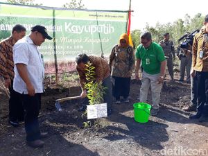 Tekan Impor, RI Genjot Produksi Benih Unggul Kayu Putih