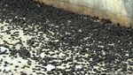 Ngeri..Jutaan Lembing Hitam Serbu Rumah Warga di Purwakarta