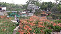 Kebun bunga seluas 3.500 meter persegi ini pun tampak lengang. Hanya ada 1-2 orang pengunjung saja yang datang ke sini (Pradito/detikcom)