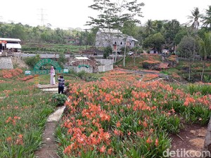 Jelang Nataru, Pengunjung Kebun Amarilis Gunungkidul Turun 50%