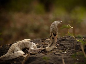 Waspada! Ular Cobra Bermunculan di Permukiman Warga Bekasi Saat Musim Hujan