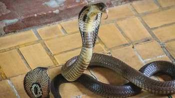 Kobra monokel (Naja kaouthia) punya pola 1 lingkaran di leher, bukan 2 lingkaran sepeti Kobra India. Kobra ini tersebar di Asia Selatan sampai Asia Tenggara, aktif di malam hari dan memiliki racun neurotoksin post-sinaptik (iStock)