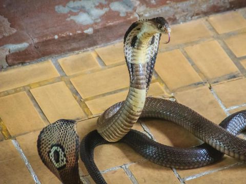 Dangerous monocled cobra snakes come into the house. The monocled cobra (Naja kaouthia), also called monocellate cobra, is a cobra species widespread across South and Southeast Asia.