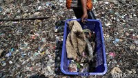 Sampah tersebut akan terus dibersihkan tanpa batas waktu yang tidak ditentukan dengan tujuan menjaga kelestarian lingkungan hidup di wilayah pesisir Jakarta Utara.