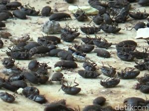 Hiii.. Ribuan Lembing Hitam Serang Sejumlah Rumah di Campaka Purwakarta