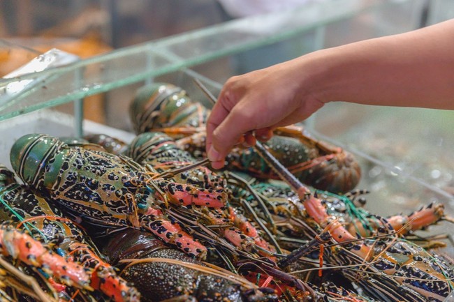 5 Lobster Unggulan Indonesia yang Terkenal Enak dan Mahal