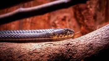Forest Cobra atau Kobra Hutan (Naja melanoleuca) merupakan spesies kobra terbesar dari Afrika. Dia ditemukan di hutan dataran rendah dan habitat sabana yang lembab. Kematian korban dapat terjadi dengan cepat sekitar 30 menit sampai 2 jam. (iStock)
