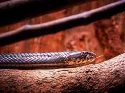 Potret 10 Jenis Kobra Paling Berbahaya di Dunia