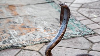 Ranking 9 ada Kobra Mesir (Naja haje) yang dapat menghasilkan racun rata-rata 175 sampai 300 mg hanya dalam satu gigitan. Keracunan bisa Kobra Mesir harus ditangani serius secara medis. Edannya, Kobra Mesir sering jadi atraksi jalanan di Timur Tengah. (iStock)