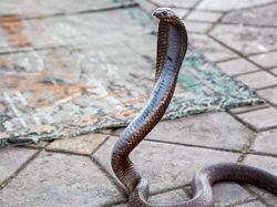 Potret 10 Jenis Kobra Paling Berbahaya di Dunia