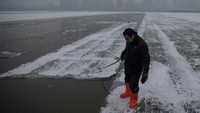Sebelum hiruk pikuk dan kegembiraan festival dimulai, ada sosok petani yang bekerja keras.  (Noel Celis/AFP)