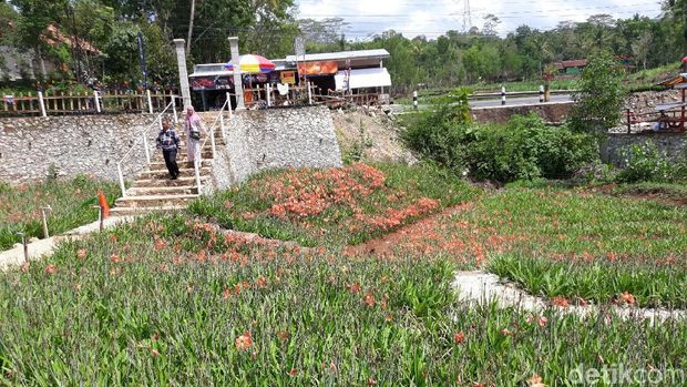 Bunga yang mekar tak merata