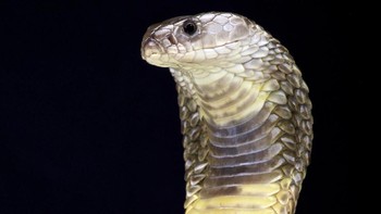 Di posisi 3 kobra paling berbisa sedunia, ada Kobra Caspia (Naja oxiana) yang banyak ditemukan di Asia Tengah. Caspian Cobra memiliki sifat yang sangat agresif dan merupakan salah satu spesies kobra paling berbisa di dunia. (iStock)