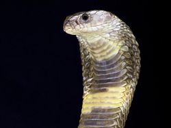 Potret 10 Jenis Kobra Paling Berbahaya di Dunia