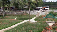 Ke depannya, untuk mengatasi msalah ini, pihak pengelola berencana untuk membangun bak penampungan air agar bunga Amarilis di kebunnya mekar secara bersamaan (Pradito/detikcom)