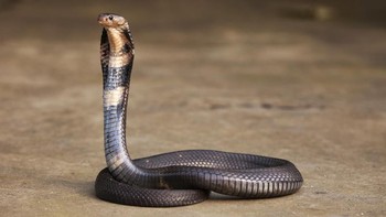 Kobra China (Naja atra) kebanyakan ditemukan di China Selatan dan Taiwan. Kobra ini dapat memiliki panjang 1,2 hingga 1,5 meter dan telah menyebabkan banyak insiden gigitan ular pada manusia dengan racun neurotoksin dan kardiotoksin postinaptik. (iStock)