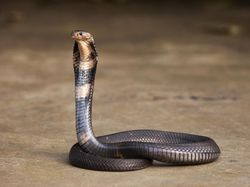 Potret 10 Jenis Kobra Paling Berbahaya di Dunia