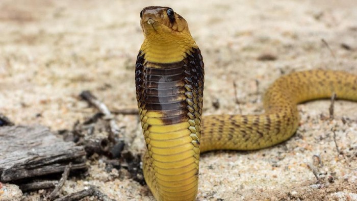Juvenile Cape Cobra (Naja nivea), a dangerously venomous snake from South Africa.