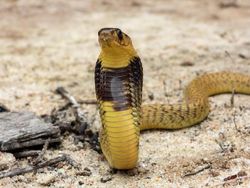 Potret 10 Jenis Kobra Paling Berbahaya di Dunia