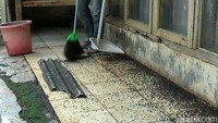 Dedi bersama istrinya setiap hari baik sore atau pagi selalu membersihkan rumahnya dari serbuan hewan ini. Namun semakin dibersihkan, serbuan lembing hitam teurs menggila.