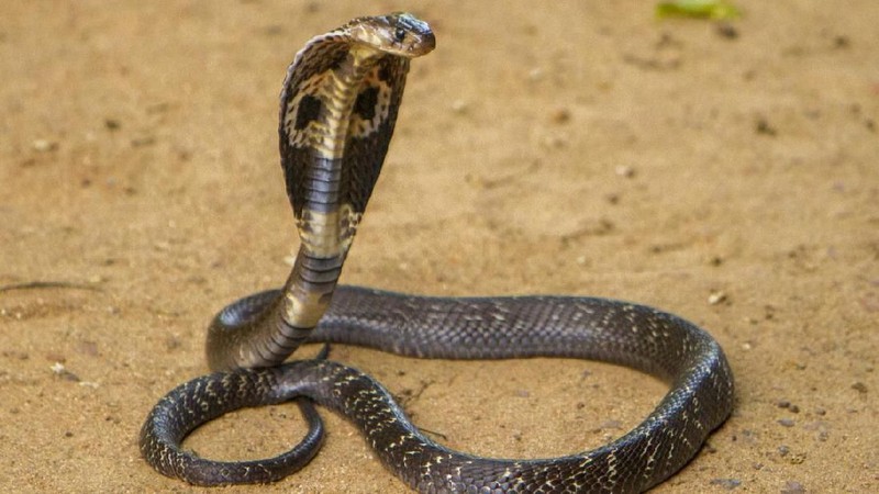King Cobra on brown sand.