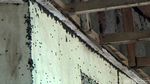 Ngeri..Jutaan Lembing Hitam Serbu Rumah Warga di Purwakarta
