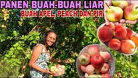Ina kerap membuat video-video seru yang memperlihatkan kesehariannya di Jerman. Seperti ketika ia panen buah-buah liar. Ada apel, peach, dan pir yang semuanya menggoda. Foto: Instagram kellertrisna