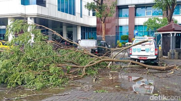 Hujan Disertai Angin Kencang Tumbangkan Sejumlah Pohon di Malang