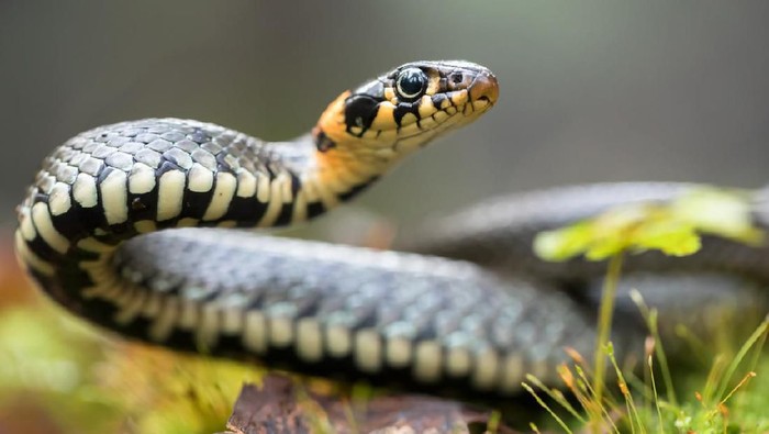 Ular Grass snake (Natrix natrix)