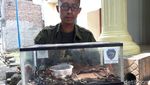 Hii...! 31 Ular Kobra Ditemukan di Dalam Masjid Sukoharjo