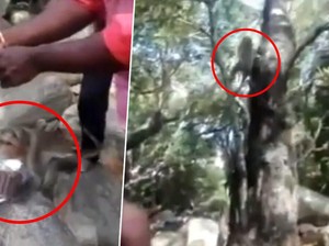 Kocak! Rayakan Ulang Tahun di Hutan, Kue Pria Ini Malah Dicuri Monyet