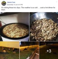 Mulia! Pria Ini Rela Masak Makanan Hangat untuk Anjing Jalanan