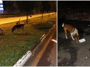 Mulia! Pria Ini Rela Masak Makanan Hangat untuk Anjing Jalanan