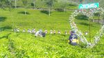 Foto: Kebun Teh Cantik buat Liburan Akhir Tahun di Brebes