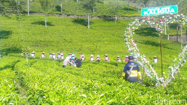 Kebun teh di Brebes