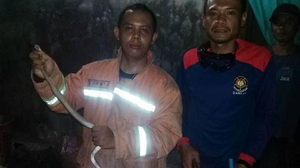 Mak Tratap! Malam-malam Ular Kobra 1 Meter Masuk Kamar Warga Kebumen