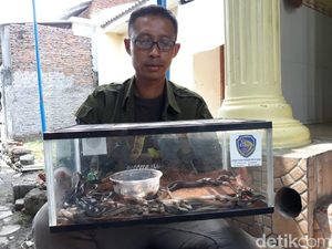 31 Anak Kobra Ditemukan di Masjid Sukoharjo, Dari Mana Asalnya?
