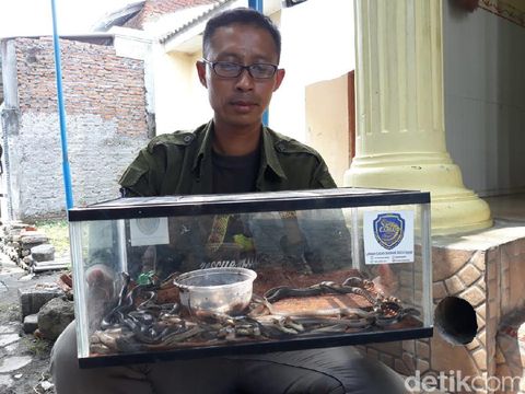 Geger 31 Ular Kobra 'Sembunyi' di Tumpukan Karpet Masjid Sukoharjo