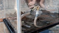 Sebanyak 31 ular kobra ditemukan di dalam Masjid At-Takwa, Perum Griya Adi, Palur, Mojolaban, Sukoharjo, Jawa Tengah. Puluhan anakan kobra tersebut diperkirakan baru menetas dalam hitungan hari.