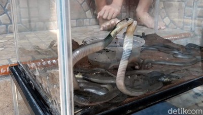 Hii...! 31 Ular Kobra Ditemukan di Dalam Masjid Sukoharjo