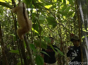 Terancam Punah, Puluhan Kukang Jawa Dilepas di Gunung Salak