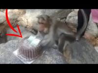 Kocak! Rayakan Ulang Tahun di Hutan, Kue Pria Ini Malah Dicuri Monyet